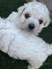 Cane bichon Maltese