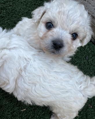 Cane bichon Maltese