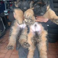 Cuccioli pastore tedesco pelo lungo