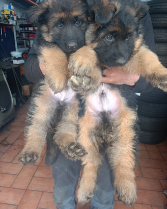 Cuccioli pastore tedesco pelo lungo