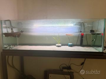 Acquario con pesci