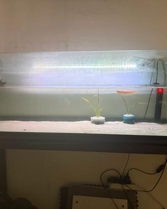 Acquario con pesci