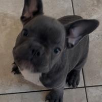 Bulldog francese