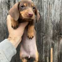 Bassotto nano piccolo cioccolato focato