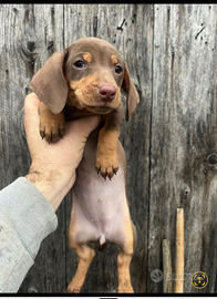 Bassotto nano piccolo cioccolato focato
