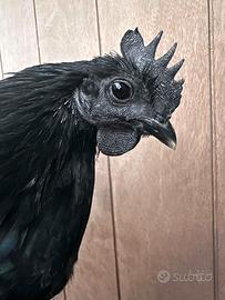 Gallo Cemani