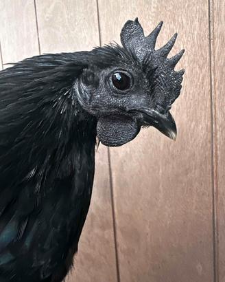 Gallo Cemani