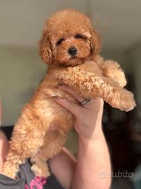 Splendidi cuccioli di Barboncino albicocca e red