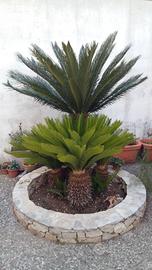 cycas 