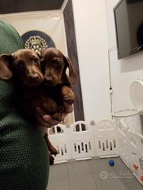 Cucciolo bassotto in promo