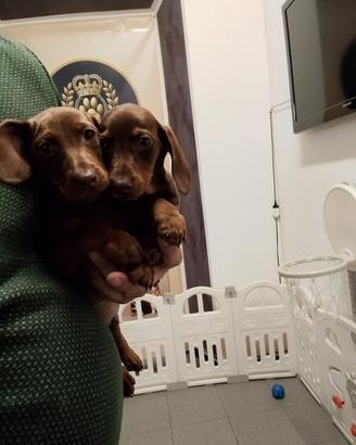 Cucciolo bassotto in promo