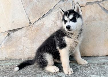 Cucciole Siberian Husky