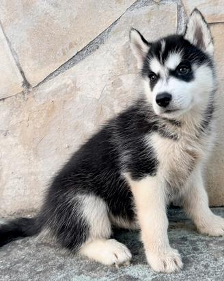 Cucciole Siberian Husky