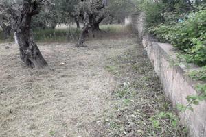 Terreno barletta