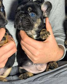 Bulldog francese Choco tan e black tan