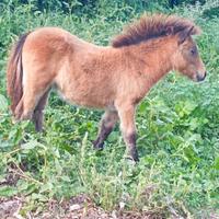 Mini pony Pegaso