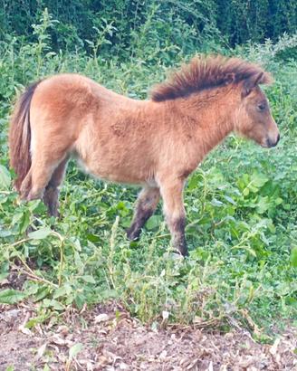 Mini pony Pegaso