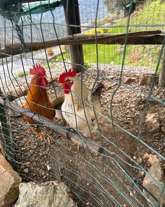 Gallo di 8 mesi
