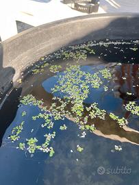 Piante d’acqua