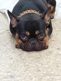Bulldog Francese esotico