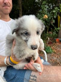Cuccioli pastore australiano