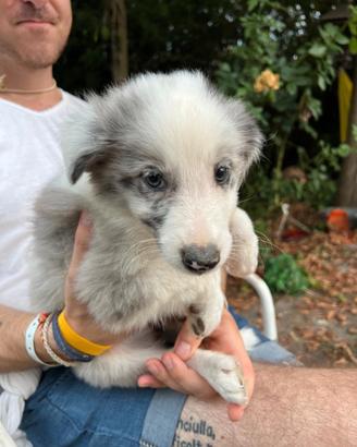 Cuccioli pastore australiano