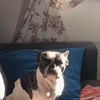 Bulldog francese