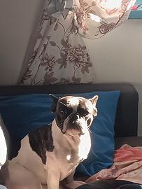 Bulldog francese