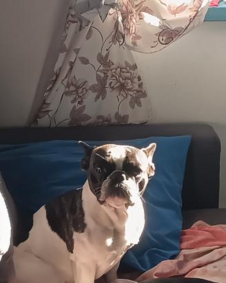 Bulldog francese