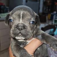 Bulldog francese