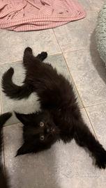 Maine coon black con pedigree