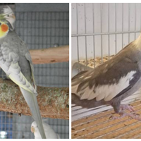 Calopsiti coppia produzione giovane