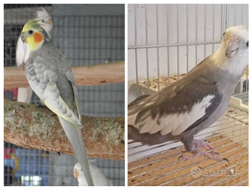 Calopsiti coppia produzione giovane