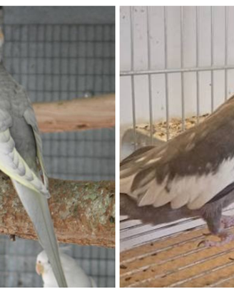 Calopsiti coppia produzione giovane