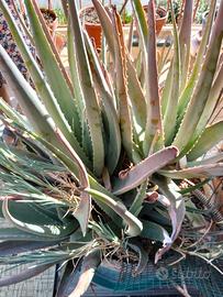 pianta di aloe 