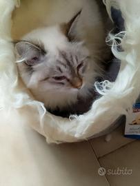 Cuccioli di Siberiano Neva Masquerade