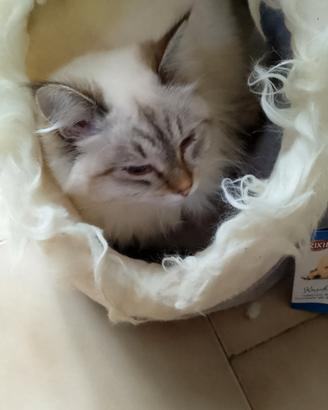 Cuccioli di Siberiano Neva Masquerade