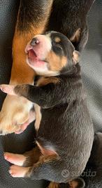 Bovaro del bernese svizzero mix