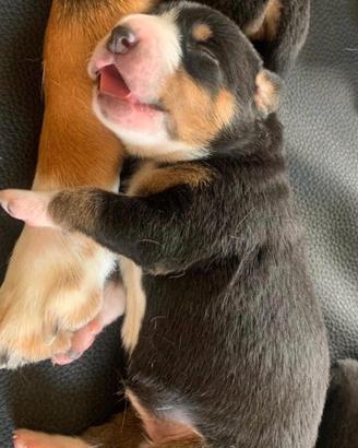 Bovaro del bernese svizzero mix