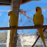 Parrocchetti dal collare