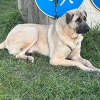 Kangal
