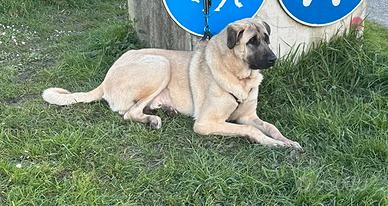 Kangal