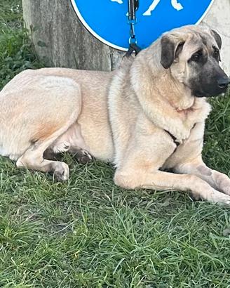 Kangal