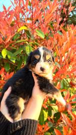 Cuccioli di pastore australiano