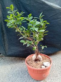 Bonsai