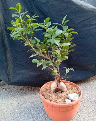 Bonsai