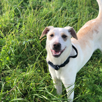 Cucciolo in adozione