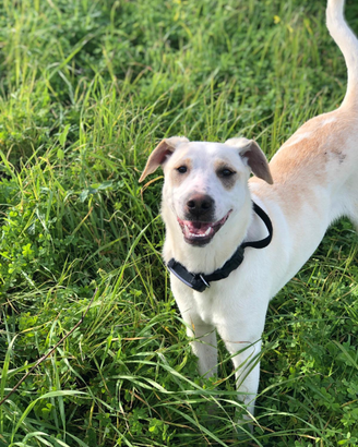 Cucciolo in adozione