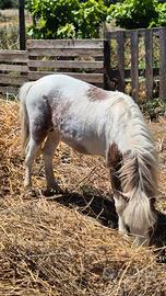 Cavallo