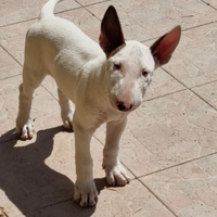 Cane bullterrier